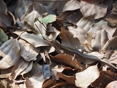 Scincella formosensis