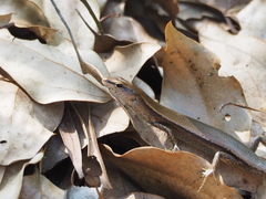 Scincella formosensis