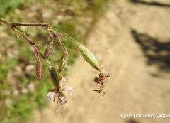 Silene nutans
