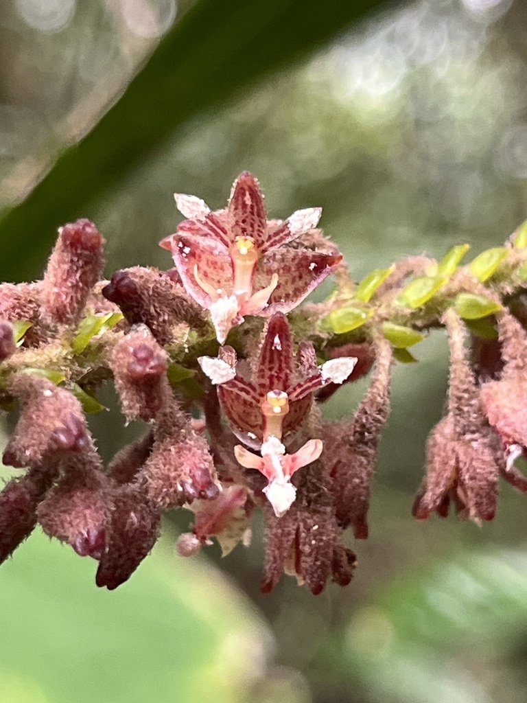Mycaranthes major