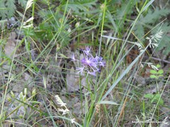 Centaurea graminifolia