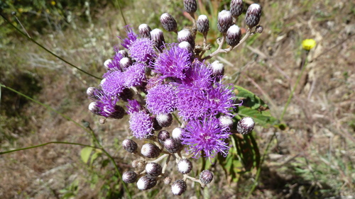 Vernonia bipontini image