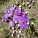 Vernonia bipontini - Photo 由 M. van Dijk 所上傳的 (c) M. van Dijk，保留部份權利CC BY-NC
