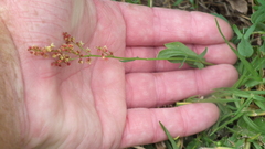 Erica uberiflora