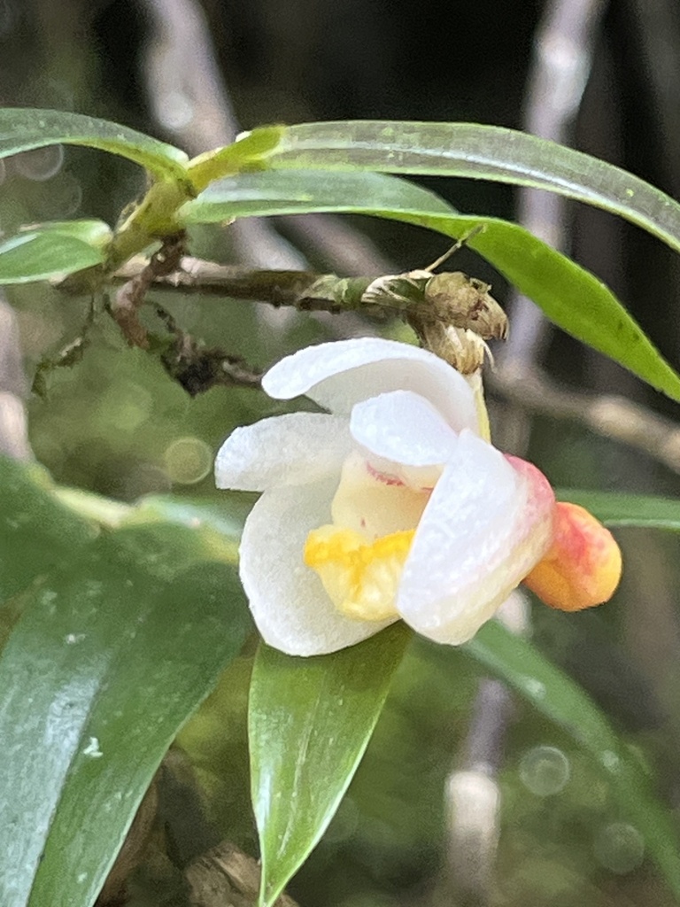 Dendrobium cymbulipes J.J.Sm.