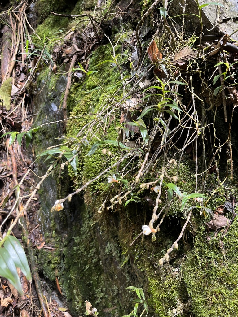 Dendrobium cymbulipes J.J.Sm. 4