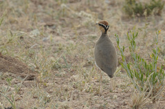 Cursorius temminckii