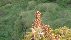 Aeonium leucoblepharum image