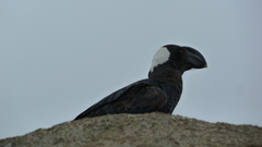 Corvus crassirostris