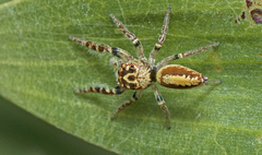 Opisthoncus alborufescens