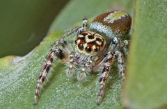 Opisthoncus alborufescens