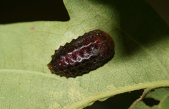Apoda limacodes