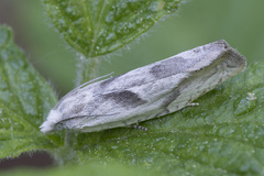 Eucosma metzneriana