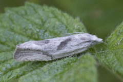Eucosma metzneriana
