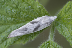 Eucosma metzneriana