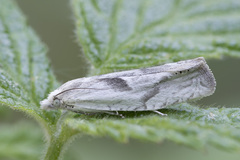 Eucosma metzneriana