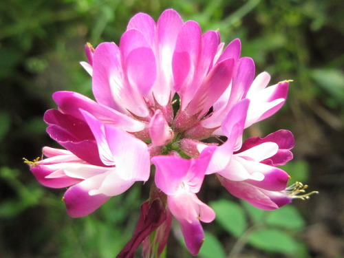 Astragalus sinicus L.