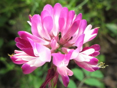 Astragalus sinicus