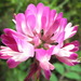 Chinese Milkvetch - Photo (c) onidiras-iNaturalist, some rights reserved (CC BY-NC), uploaded by onidiras-iNaturalist