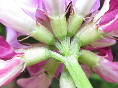 Astragalus sinicus