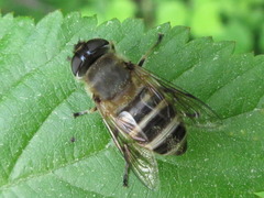 Eristalis cerealis
