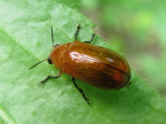 Smaragdina nipponensis