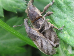 Lixus acutipennis