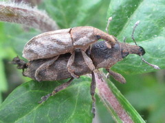 Lixus acutipennis