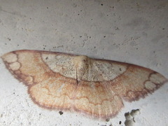 Pylargosceles steganioides