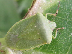 Nezara antennata