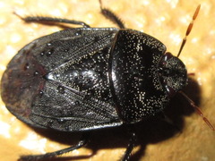 Adrisa magna