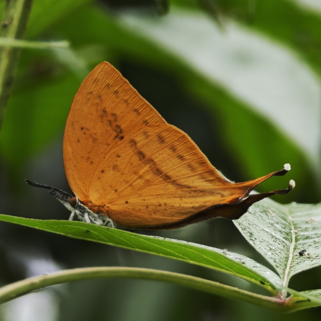 长尾灰蝶（Loxura atymnus）