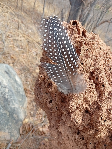 Helmeted Guineafowl