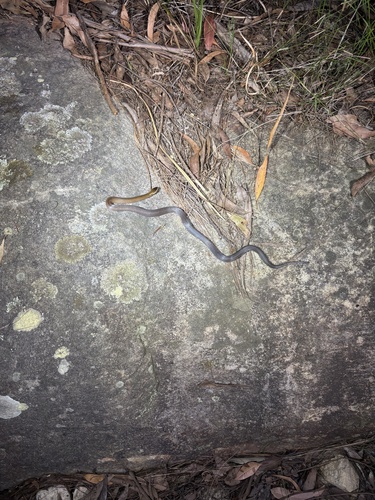 Golden-crowned Snake sighting