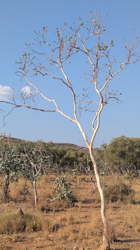 Corymbia grandifolia, 2025-10-23