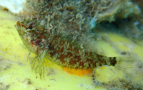 Enneapterygius niger observed 2025-11-01