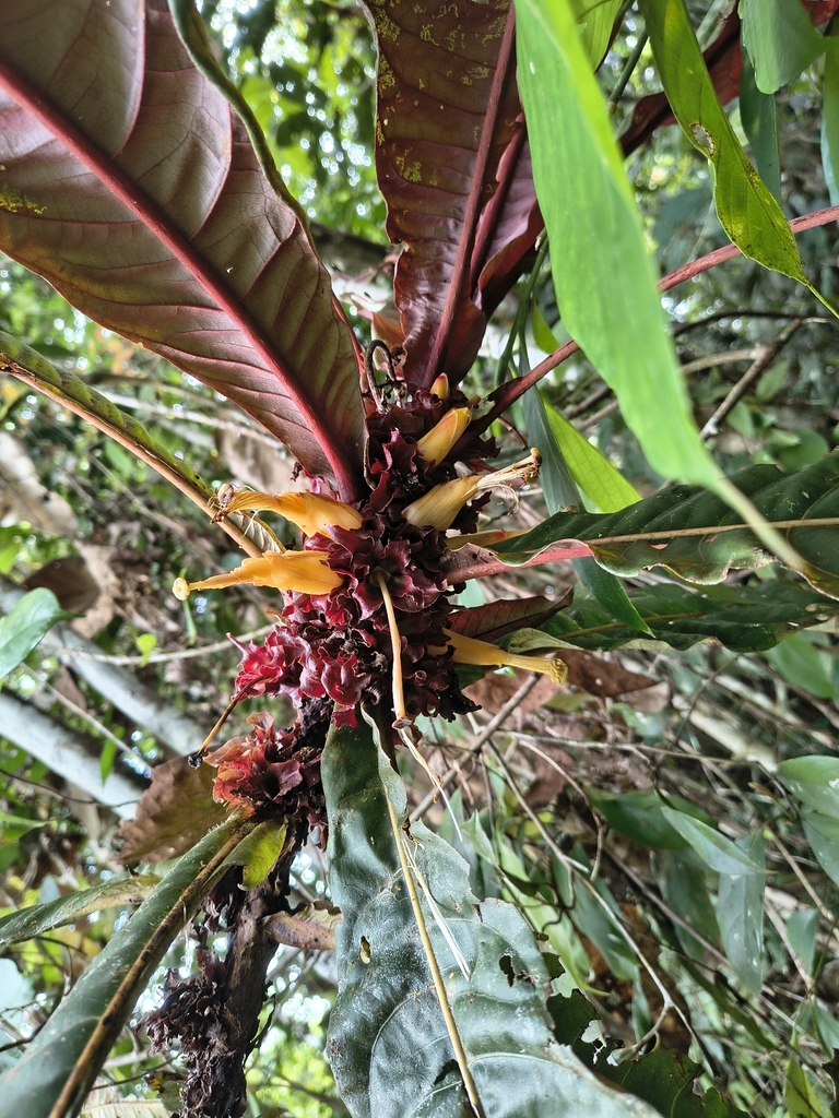 Octamyrtus