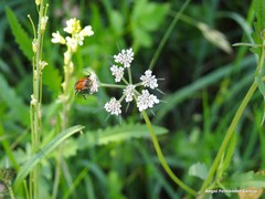 Chaerophyllum nodosum