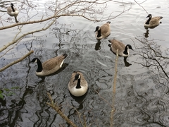 Branta canadensis