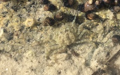 Hymenosoma orbiculare