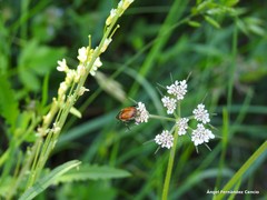 Chaerophyllum nodosum