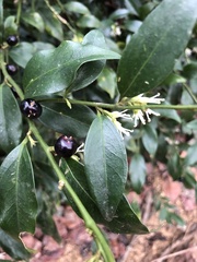 Sarcococca hookeriana