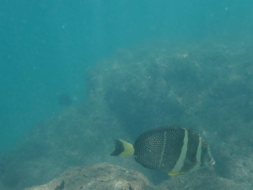 Whitespotted surgeonfish