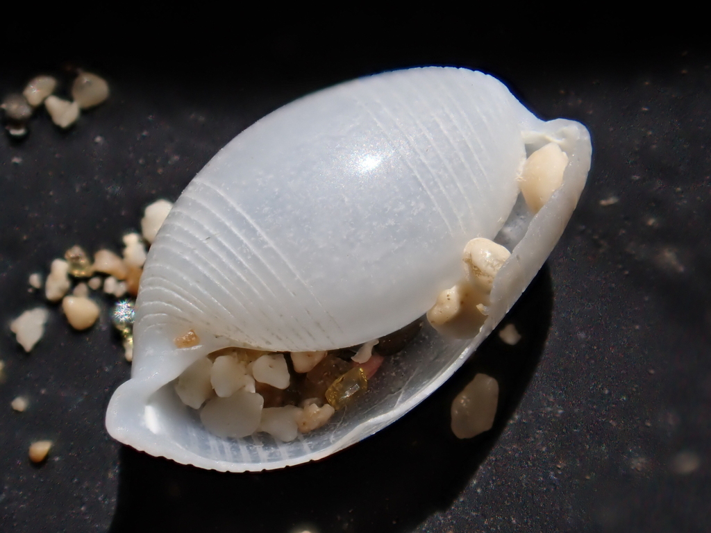 Atys semistriatus