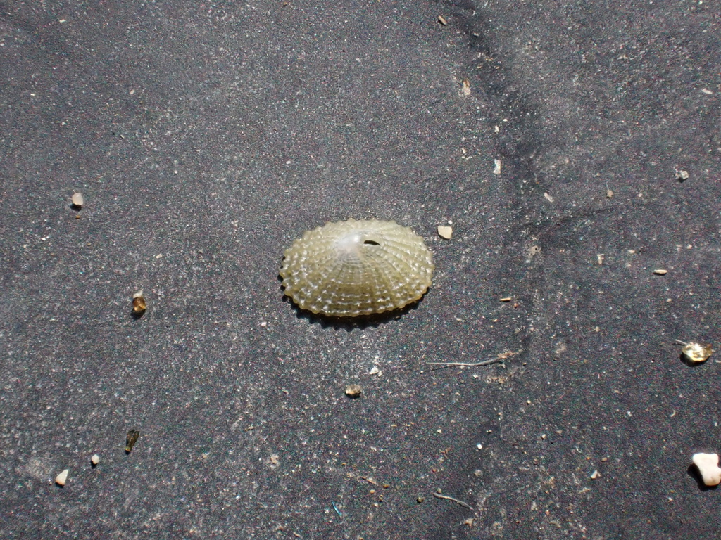 Diodora granifera