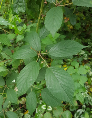 Rubus radula