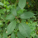 Subulate-prickled Bramble - Photo (c) A Emmerson, some rights reserved (CC BY-NC), uploaded by A Emmerson