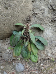 Ajuga nipponensis