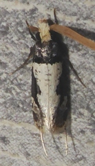 Thisizima ceratella