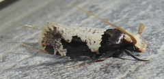 Thisizima ceratella